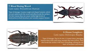 11 Types of Wood Boring Insect [upl. by Gustafsson]