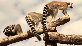 Entrez sur le territoire des lémuriens au Parc Animalier de SainteCroix [upl. by Pennington163]