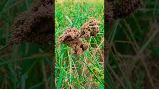 Ragi finger milletsEleusine coracana 777agriculture farming [upl. by Airbas417]