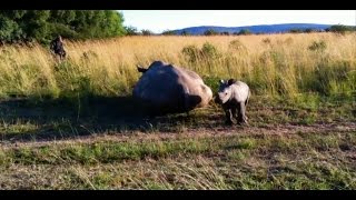 The Heartbreaking Reality of Poaching [upl. by Brenton]