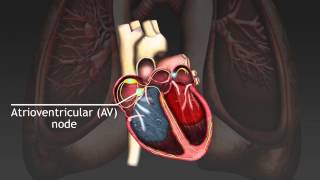 How the cardiac cycle is produced by electrical impulses in the heart [upl. by Atinna]