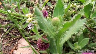 East Indian Globe Thistle plant Sphaeranthus indicus [upl. by Leynad]