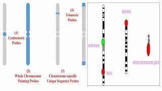 Whole Chromosome Probes Centromere Probes and Telomere Probes [upl. by Rosol721]