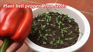 How to grow bell peppers at home [upl. by Alberto]