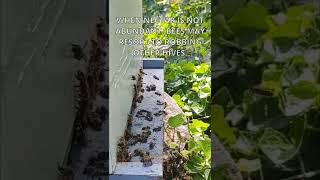 How to Identify Honey Bee Hive Robbing [upl. by Lukash]