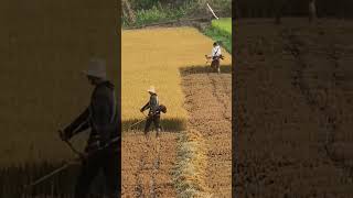 Paddy Harvest Symphony Grasscutters in Unison [upl. by Ettenoj]