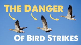 The Actual Danger of Bird Strikes Based on 1000 Pages of Research [upl. by Ibrad]