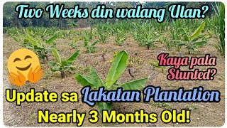 『Lakatan Plantation Update』〘Bakit Mukhang Stressed mga banana〙 [upl. by Anoyet478]