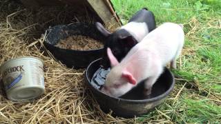 5 Week old pigs playing in water [upl. by Asselem786]