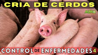 CÓMO ELUDIR ENFERMEDADES AL CRIAR CERDOS [upl. by Aggi]