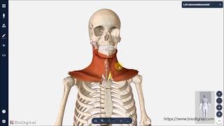 Übersicht Halsmuskulatur [upl. by Draner]