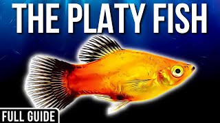 Platy Fish Info And Care  How To Care For Platy Fish [upl. by Caton]