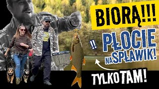 PŁOCIE na SPŁAWIK odpaliły Branie za braniem ALE tylko TAM Fishtrekking [upl. by Aramaj]