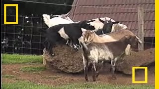 Fainting Goats  National Geographic [upl. by Notgnirrac]