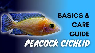 Peacock Cichlid Basics And Care Guide [upl. by Zeus]