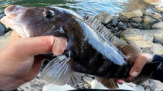 Tugging Togs  Tog Job Under the Bridge  Fishing for Blackfish  Tautog [upl. by Rubel670]