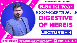 Lt04DIGESTIVE SYSTEM OF NEREIS  ZOOLOGY 2nd Paper  BSc1st Year [upl. by Dihaz]