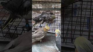 Hand tamed Cockatiel  Cockatiel training viralvideo tranding cockatielbird cockatiel [upl. by Kamillah]