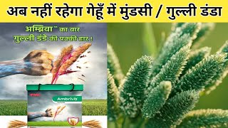 अब गेहूँ में गुल्ली डंडा  मुंडसी कि टेंशन ख़तम 🌾 FMC Launch ambriva ambrivaherbicide [upl. by Cantu635]