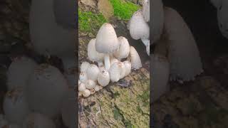 Coprinus mushrooms on a wooden log [upl. by Harrell]