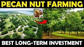 Pecan Nut Farming  Pecan Nut Cultivation  Growing Pecan Nut Trees For Long Term Farming Business [upl. by Mcdade124]