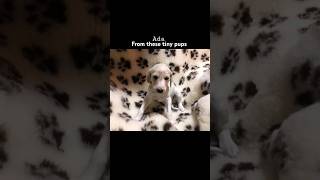 Saluki  Puppy to Adults saluki puppies sighthound dogshorts cutedogs dogsofinstagram [upl. by Ahso]