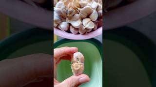 Garlic Peeling farming amazing [upl. by Yakcm410]