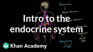 Intro to the endocrine system  Health amp Medicine  Khan Academy [upl. by Lucania]