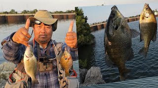 Lake Erie Bluegill Fishing From The Breakwall Multiple Species Caught [upl. by Nueovas675]