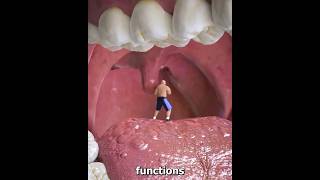 Why is it like this under the tongue shortvideos facts amazingfacts [upl. by Ialokin]