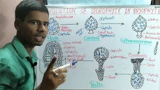 Evolution Of Sporophyte In Bryophytes Notes on Evolution of Sporophyte For BSC [upl. by Sonafets]