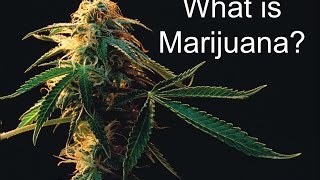 What is Marijuana [upl. by Handal]