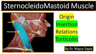 SternocleidoMastoid Muscle [upl. by Cantone794]