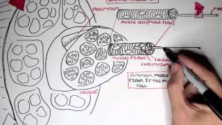 Myology  Skeletal Muscle Structure [upl. by Eidas859]