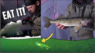 Jigging a TON of Walleyes Ice Fishing  UNDERWATER CAMERA [upl. by Ynez]