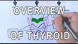 Thyroid Gland  Structure  Functions amp Diseases [upl. by Ranilopa]