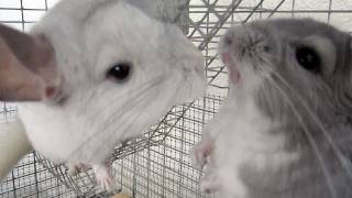 Chinchilla Barking amp Fighting [upl. by Ilowell24]