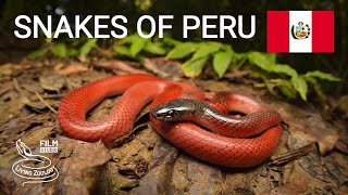 Snakes of Peru 5 species from the Amazon rainforest Ferdelance Rainbow boa and more [upl. by Charleton]