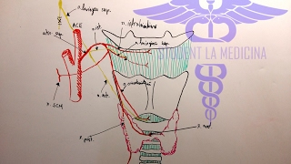 Artera Tiroidiană Superioară [upl. by Mchale]
