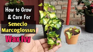 Senecio Wax Ivy Plants Learn About Variegated Wax Ivy  How to Grow Wax Ivy From Cuttings [upl. by Teodoro]