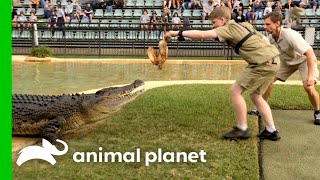 Robert Irwin Lures Crocodile Into Death Roll  Crikey Its The Irwins  Animal Planet [upl. by Latsyrd966]