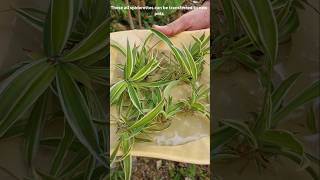 Baby Spider plants Harvest ready for shifting S111 shorts ytshorts plants garden harvest [upl. by Ecargyram43]