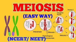 CELL DIVISION  MEIOSIS EASY WAY  NCERT NEET [upl. by Raychel]