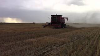 Case IH 8230 and 2388 harvesting canola [upl. by Schalles203]