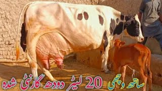 bast milking cow for sale 12 November 2024call 03086548956all over Pakistan [upl. by Ahseram]