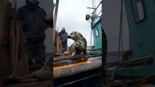 A baby seal came onto a human boat and people seemed to love it very much animals cute [upl. by Zetneuq]