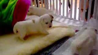 Renaissance Coton de Tulear puppies [upl. by Ballman]