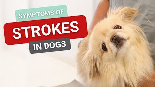 Symptoms of Strokes in Dogs [upl. by Ardnasela]