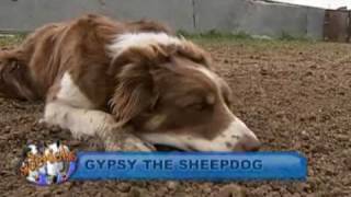 Gypsy the Sheepdog Americas Heartland Series [upl. by Ayekat925]