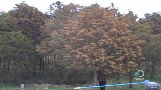 Massive Tree Pollen Explosion Explained [upl. by Vidda]